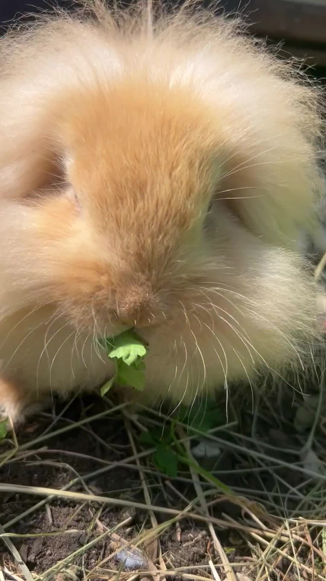 Lionhead rabbits for sale: 5 bunny’s looking for their forever home - Video 1