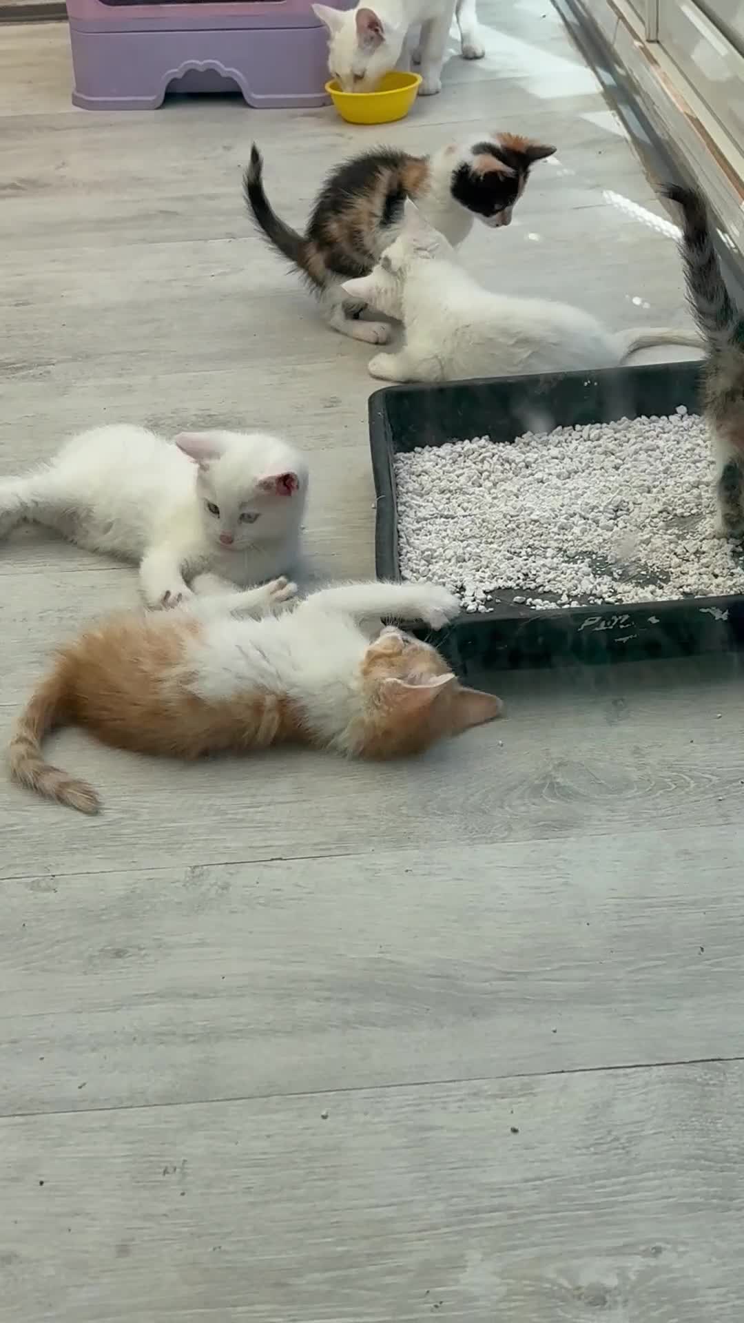 Khao Manee cats for sale: Beautiful 2 male and 2 female kittens  - Video 1