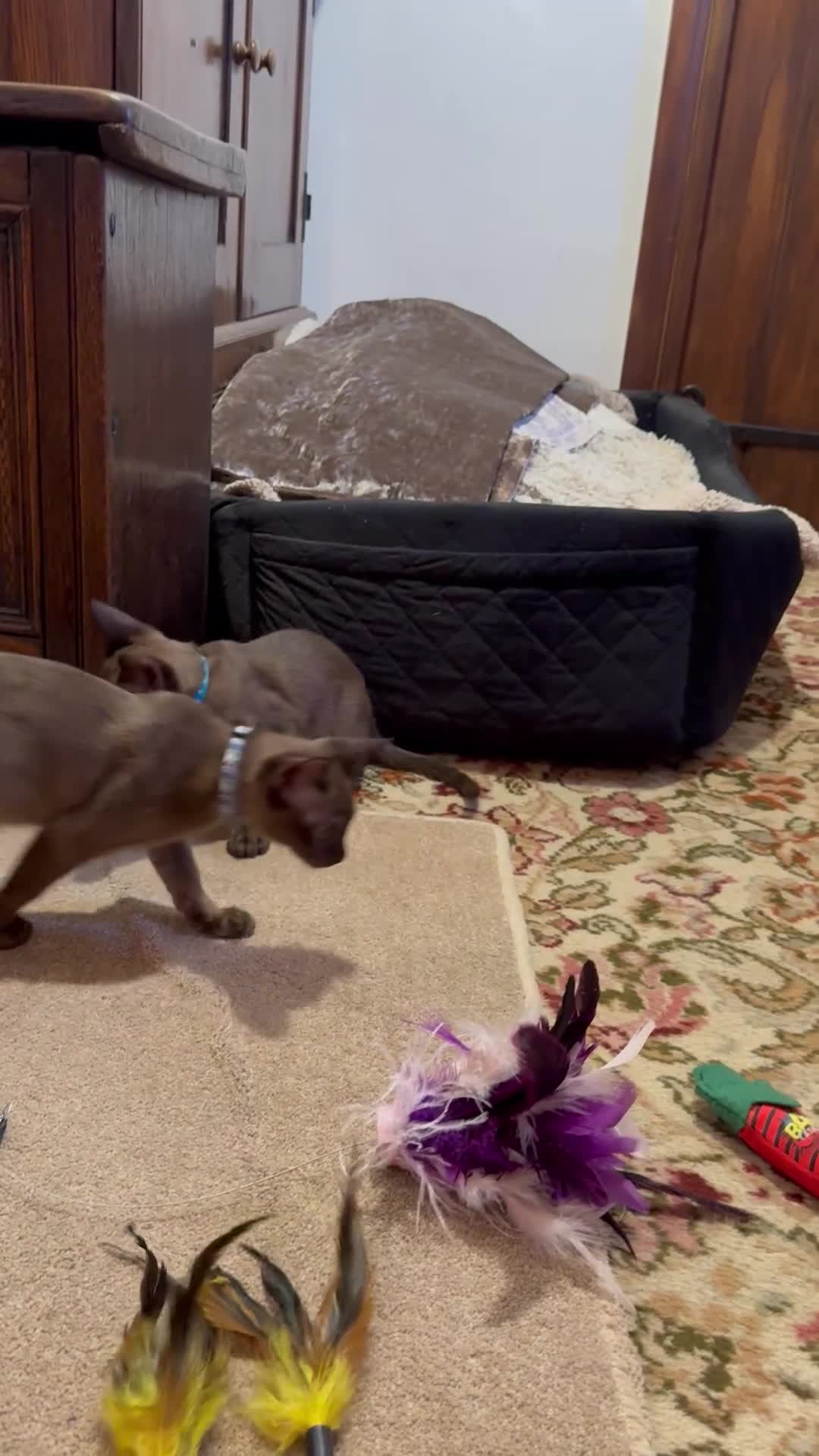 Burmese cats for sale: Burmese Kittens For Sale - Video 1