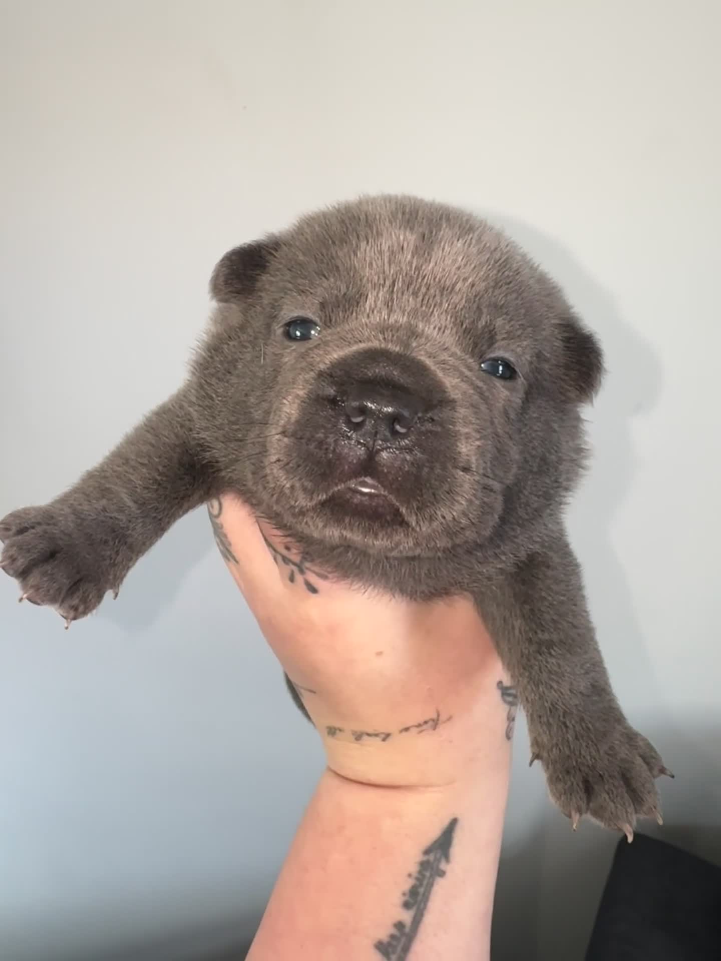 Mixed Breed dogs for sale: Beautiful Litter of French Chows - Video 2