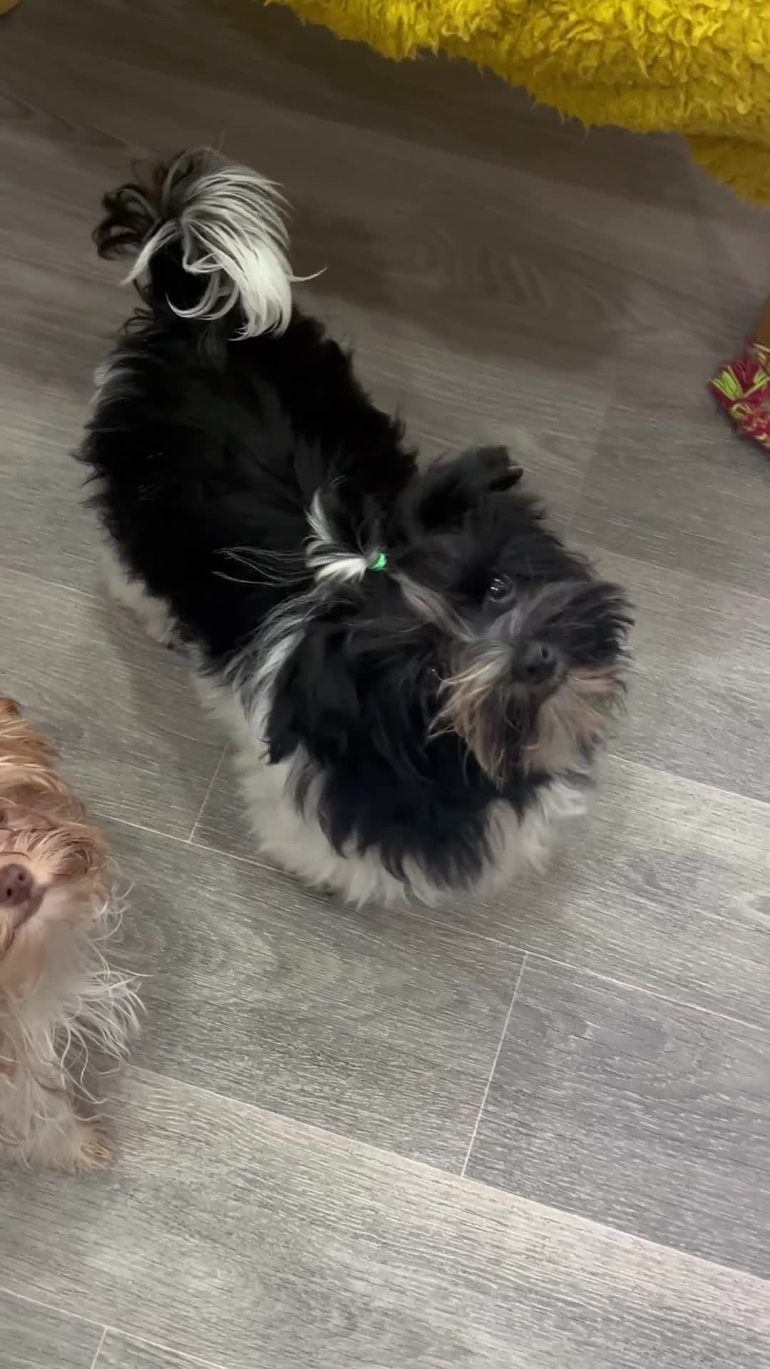 Mixed Breed dogs for sale: Colour Yorkshire Terrier   , DNA tested parents  - Video 1