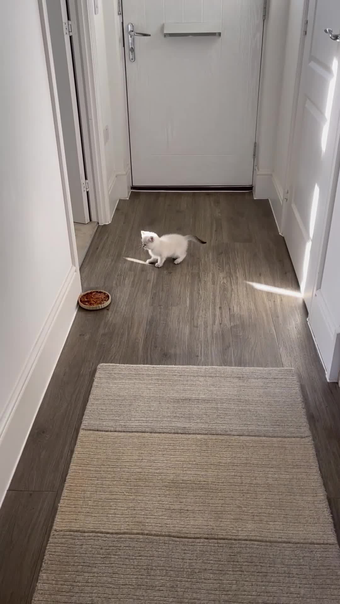 Scottish Fold cats for sale: ✨ STUNNING SCOTTISH FOLD KITTENS ✨ - Video 3