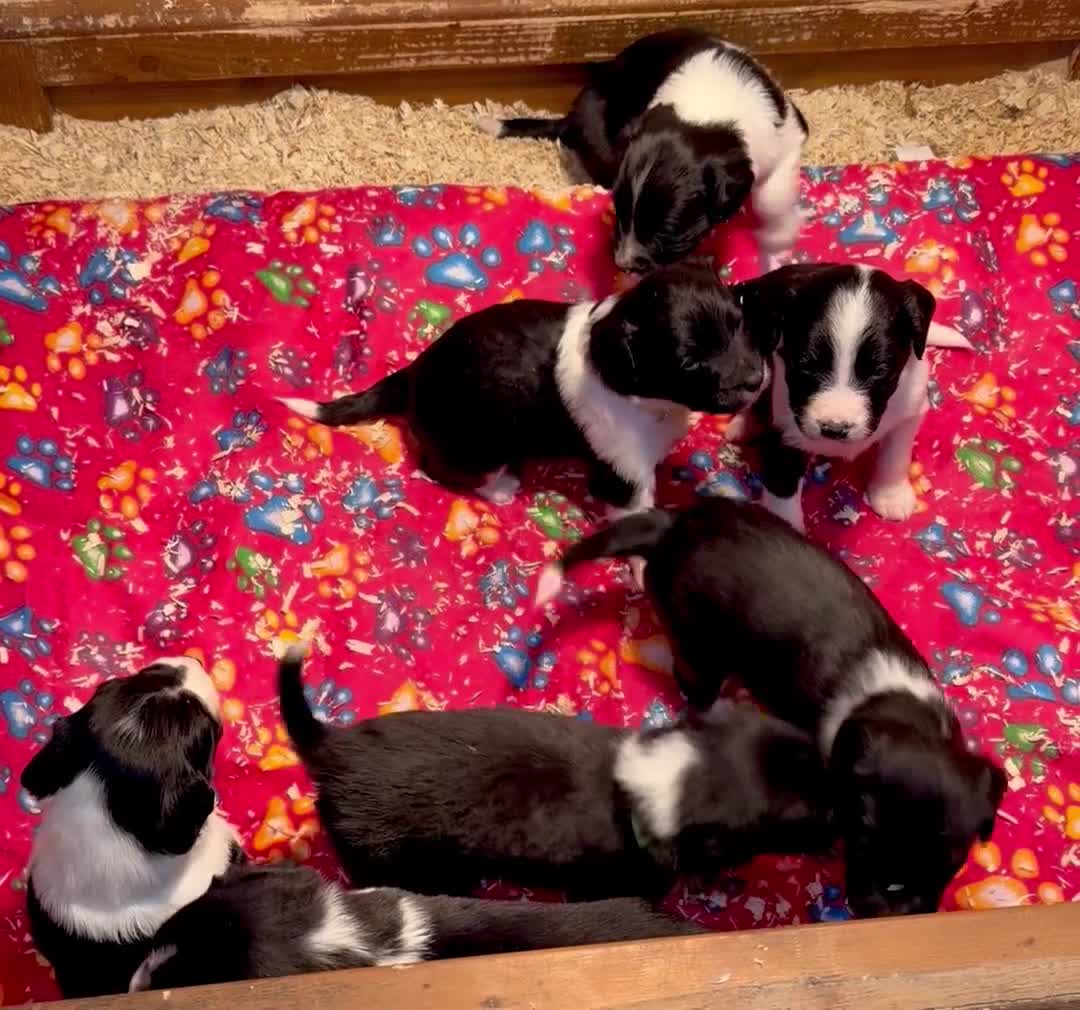 Sprollie dogs for sale: Sprollie puppies from experienced breeder - Video 2