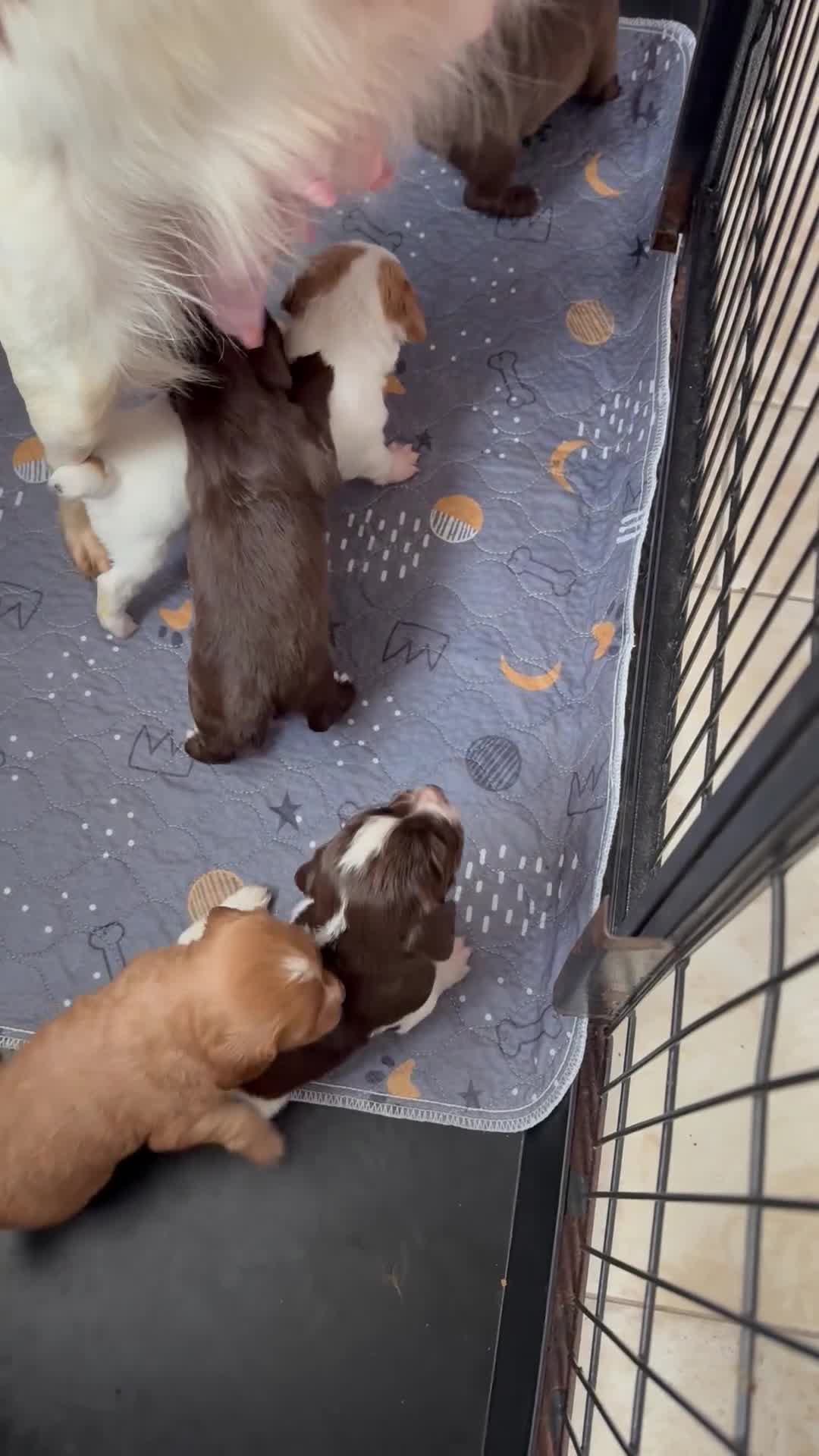 Cocker Spaniel dogs for sale: Working cocker spaniels - Video 1