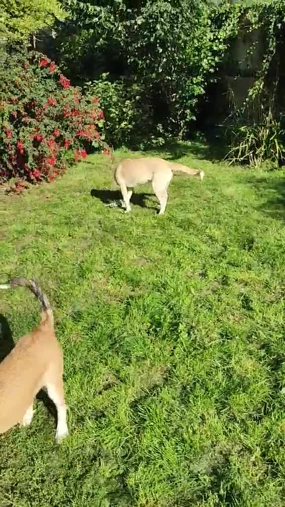 Mixed Breed dogs for adoption: Loving Simba for adoption  - Video 2