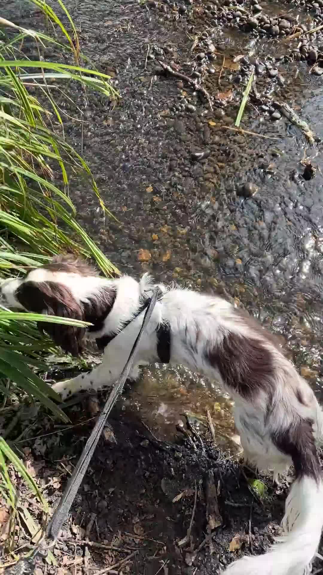 Cocker Spaniel dogs for sale: Cocker Spaniel needing a calmer home - Video 3