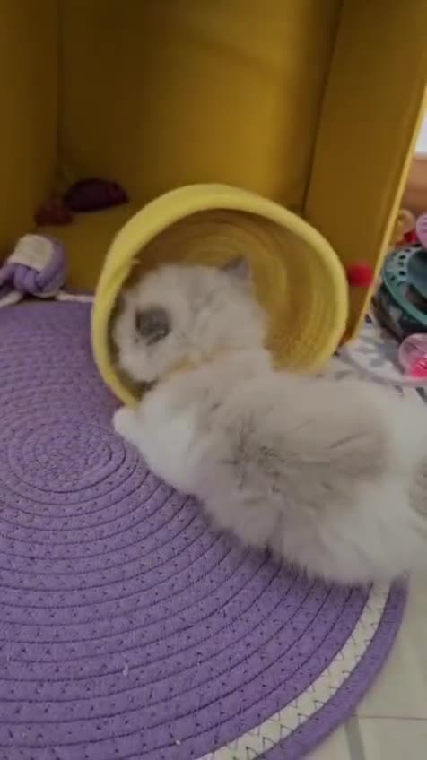 Ragdoll cats for sale: Ragdoll kittens  - Video 1