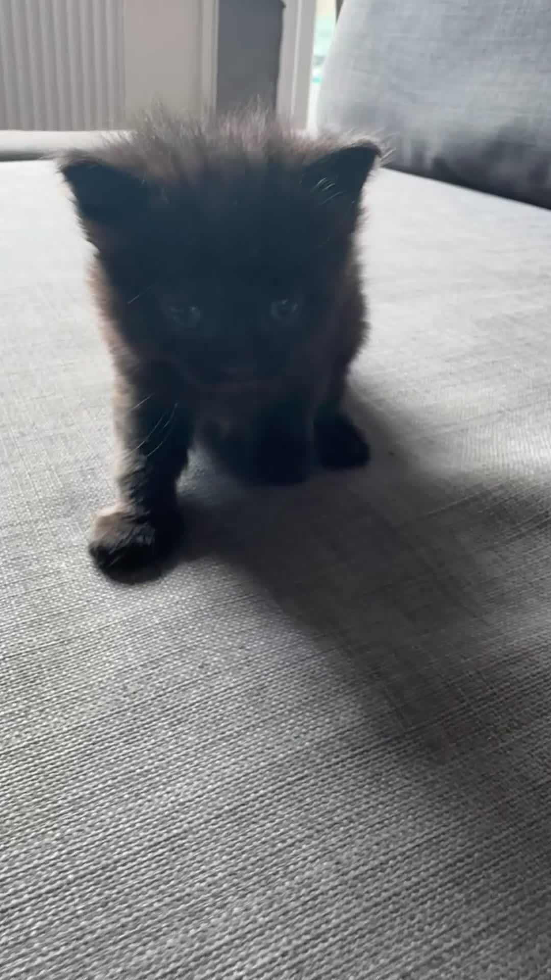 Mixed Breed cats for sale: 4 beautiful kittens - Video 1