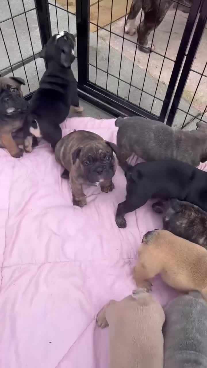 Mixed Breed dogs for sale: FRENGLISH BULLDOG PUPPIES - Video 1