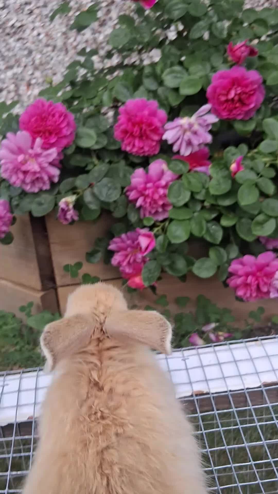 Mixed Breed rabbits for sale: Rabbits mixed - Video 5