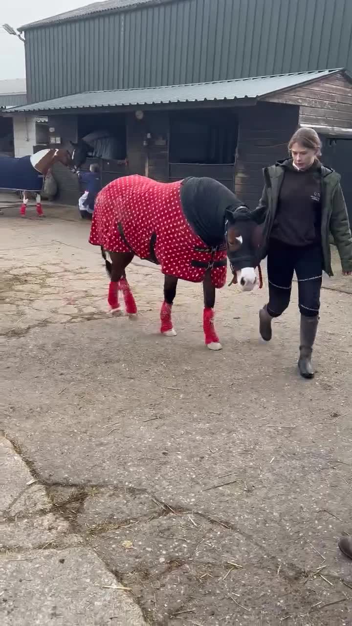 Welsh Section C horses for sale: Rhoswen Chloe - Video 2