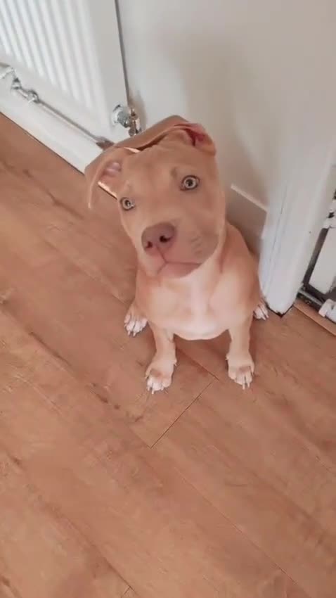 Mixed Breed dogs for sale: Adorable, loving 20 weeks young puppy's  - Video 3