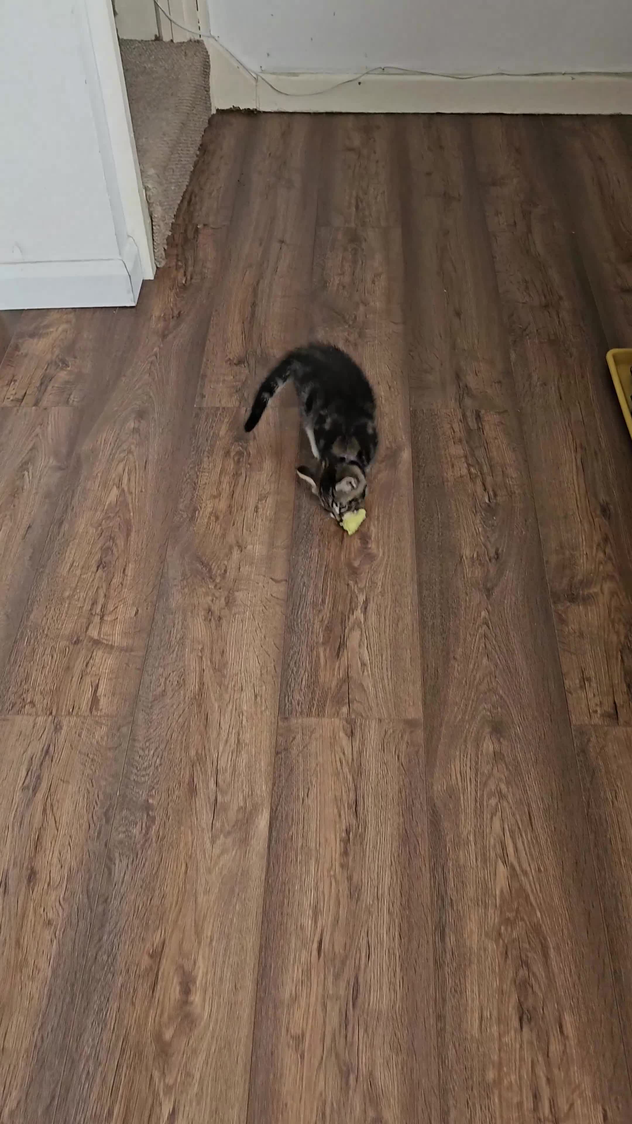Mixed Breed cats for sale: 5 little kittens ready for the new lovely homes  ! in Cheltenham - Video 3