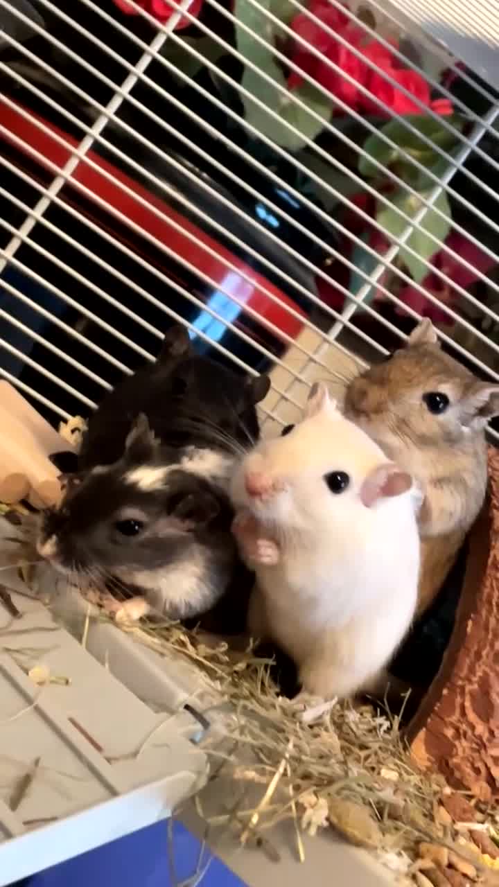 Gerbil rodents for sale: Female gerbils for sale  in Gillingham - Video 1