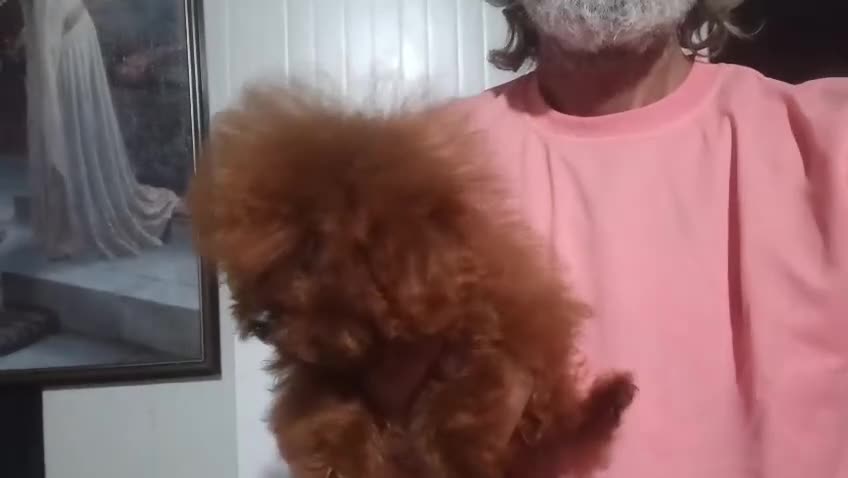 Toy Poodle dogs for sale: Asian toy poodle boy  - Video 1