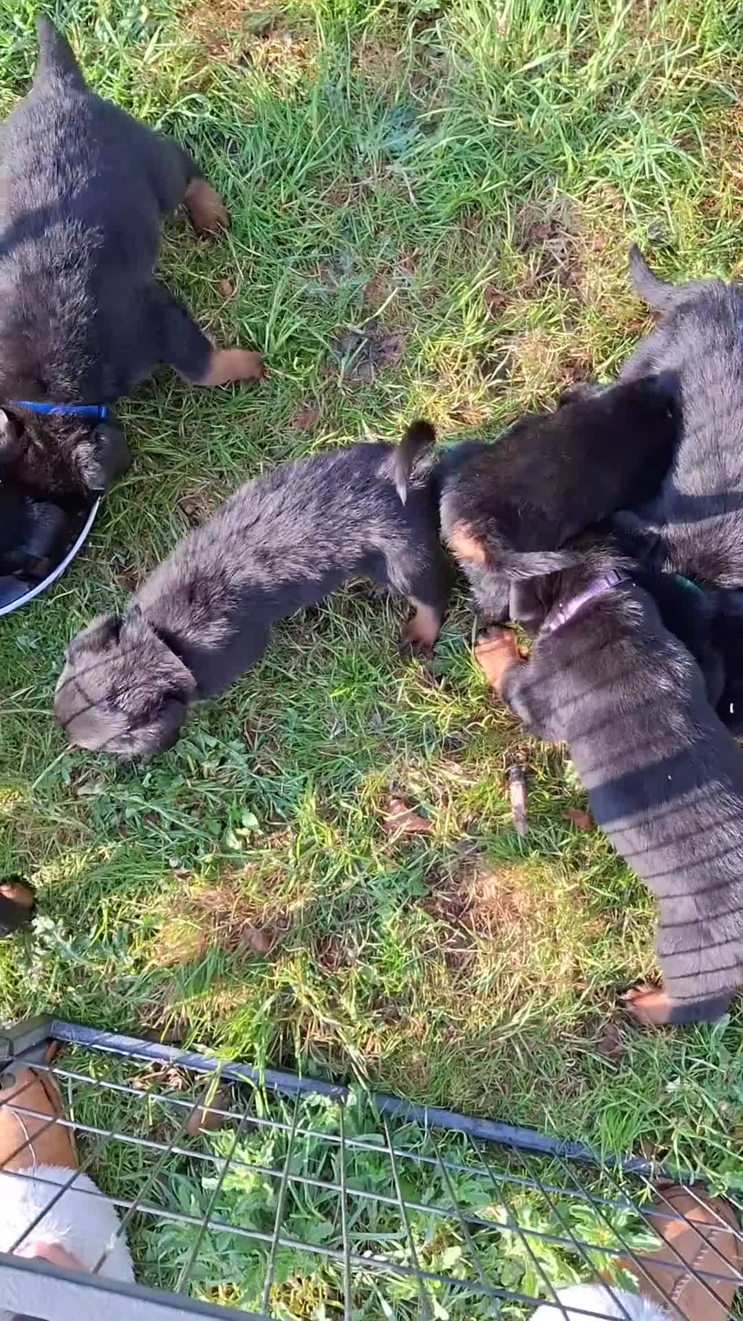 Rottweiler dogs for sale: 🌟Stunning KC Registered Rottweiler Puppies 🌟 - Video 1