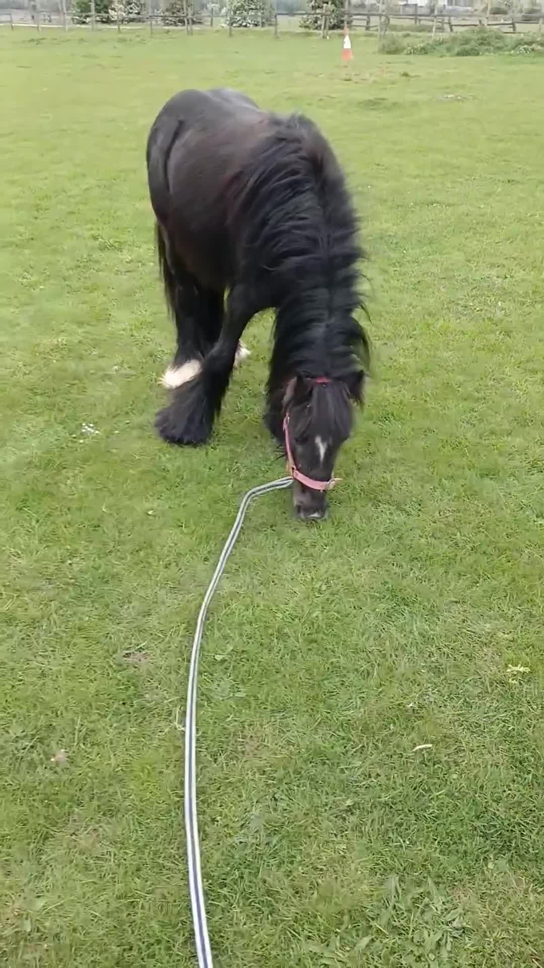 Irish Cob horses for sale: Ride and drive colt  - Video 1