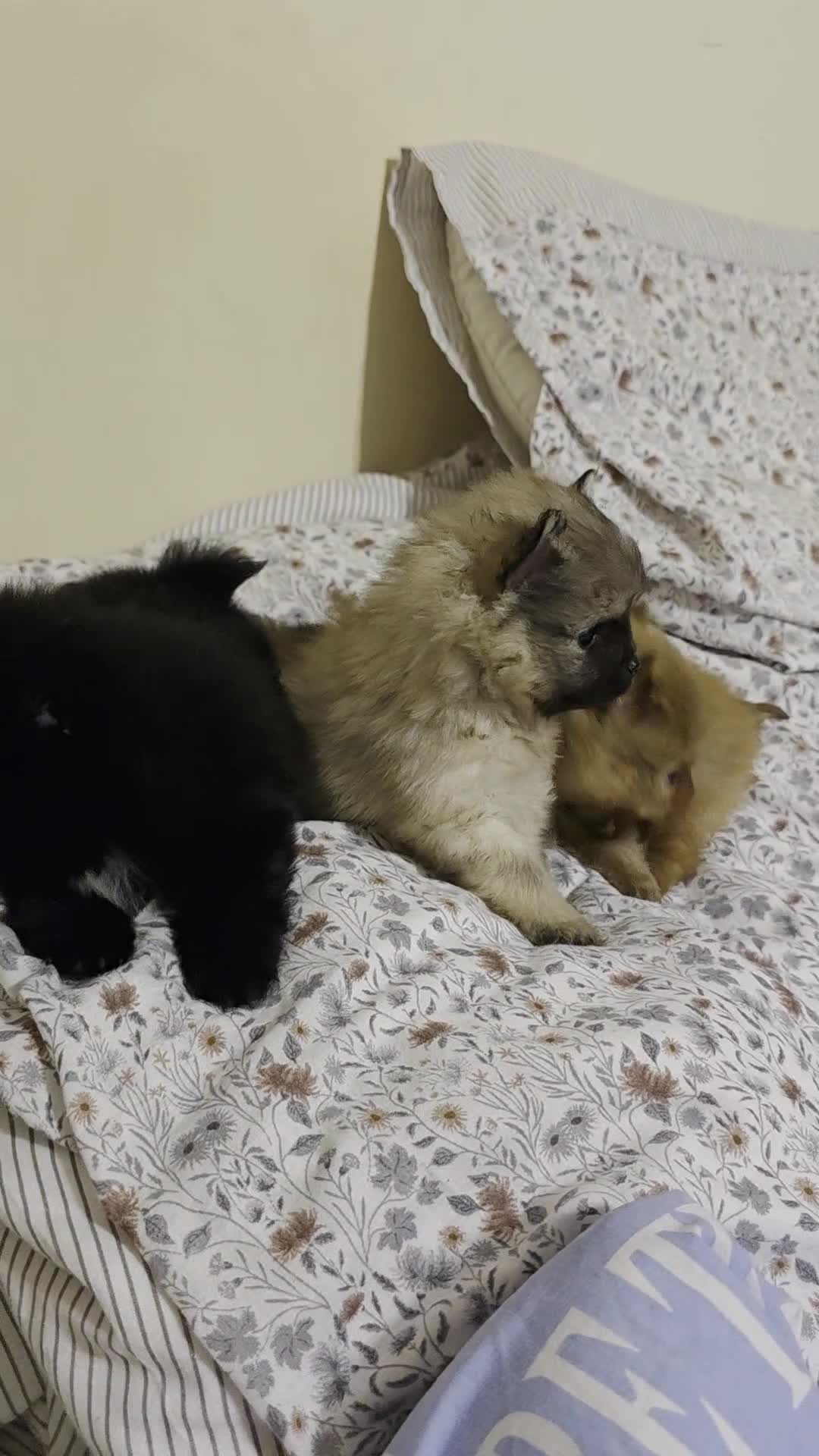 Pomeranian dogs for sale: Hello - Video 1