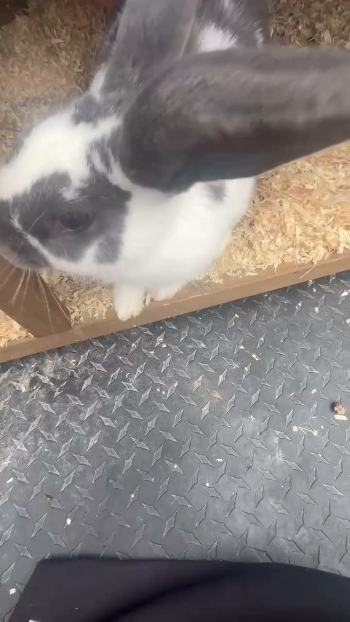 Rex rabbits for sale: Rex rabbit  in Preston - Video 1