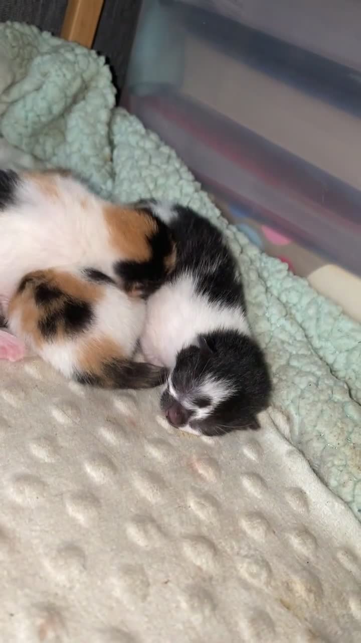 British Shorthair cats for sale: 3 gorgeous kittens for sale - Video 1