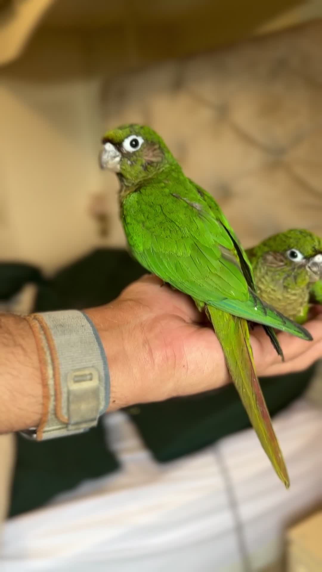 Parrots birds for sale: Adorable Hand-Reared Baby Conures – 10 Weeks Old - Video 2