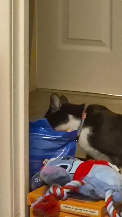 Domestic Shorthair cats for sale: 1 year old female grey and white - Video 1