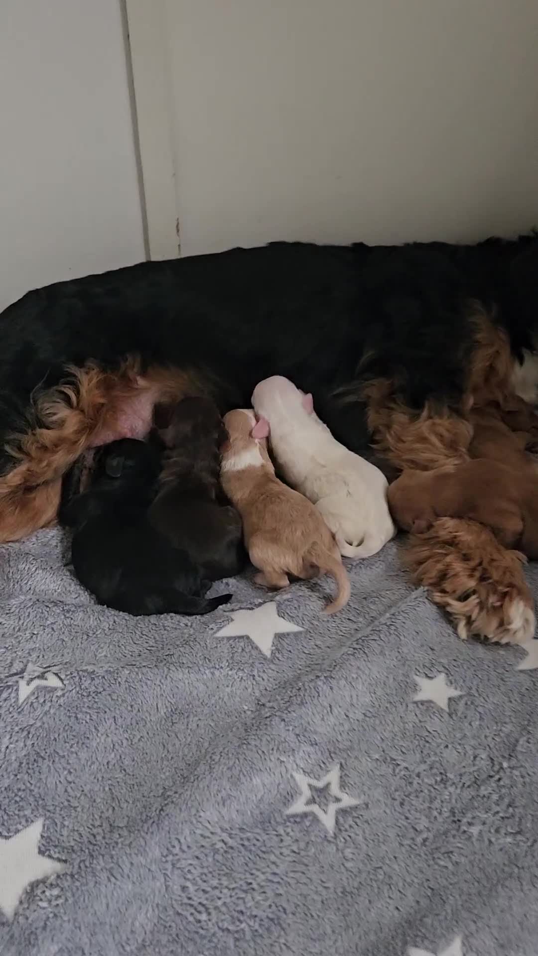 Australian Labradoodle dogs for sale: Australian Labradoodle Hybrid Puppies - Video 1