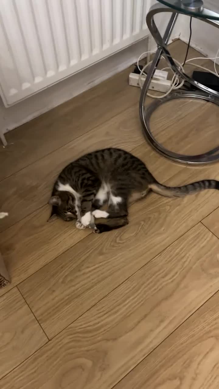 Domestic Shorthair cats for sale: pixie  in London - Video 1