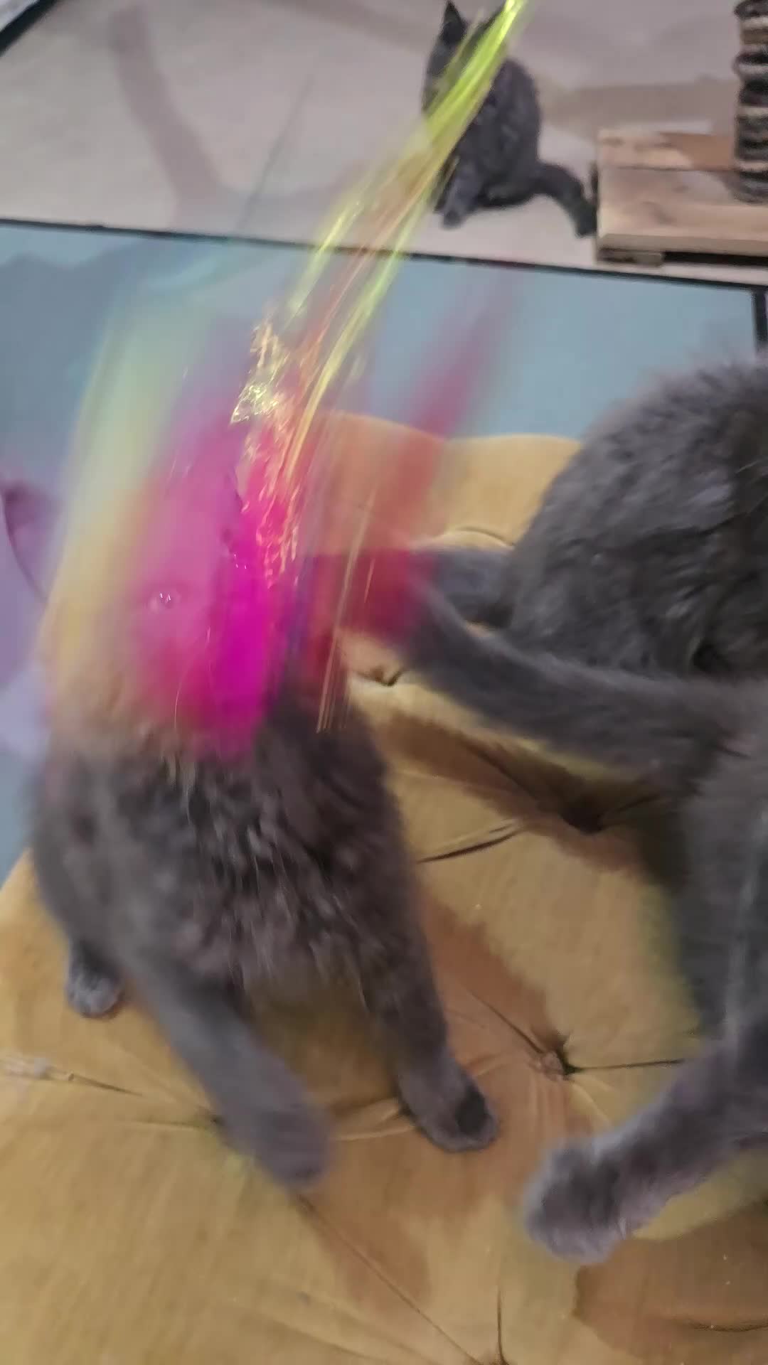 Maine Coon cats for sale: Beautiful gccf pet registered maine coon babies  - Video 1