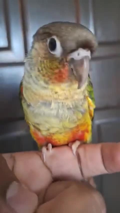 Conures birds for sale: Beautiful Male Conure for Sale  - Video 1
