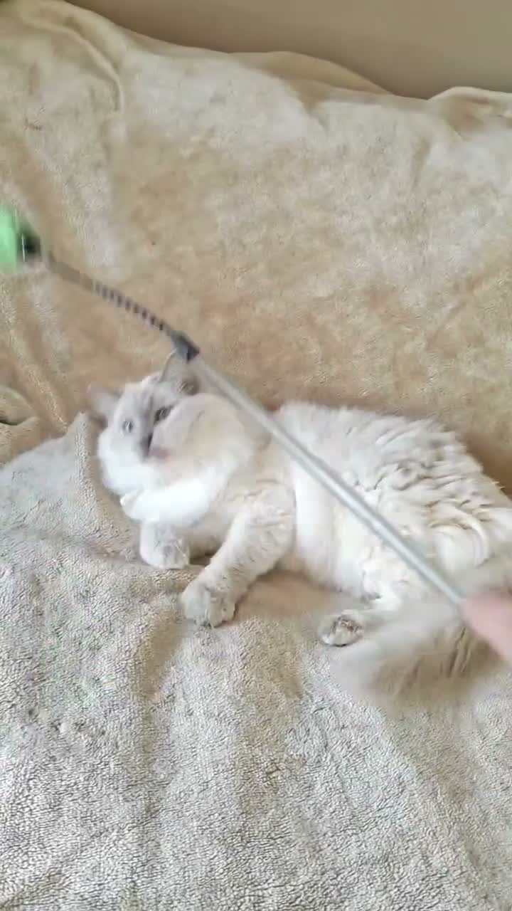 Ragdoll cats for sale: Beautiful GCCF Ragdoll girl - Video 1