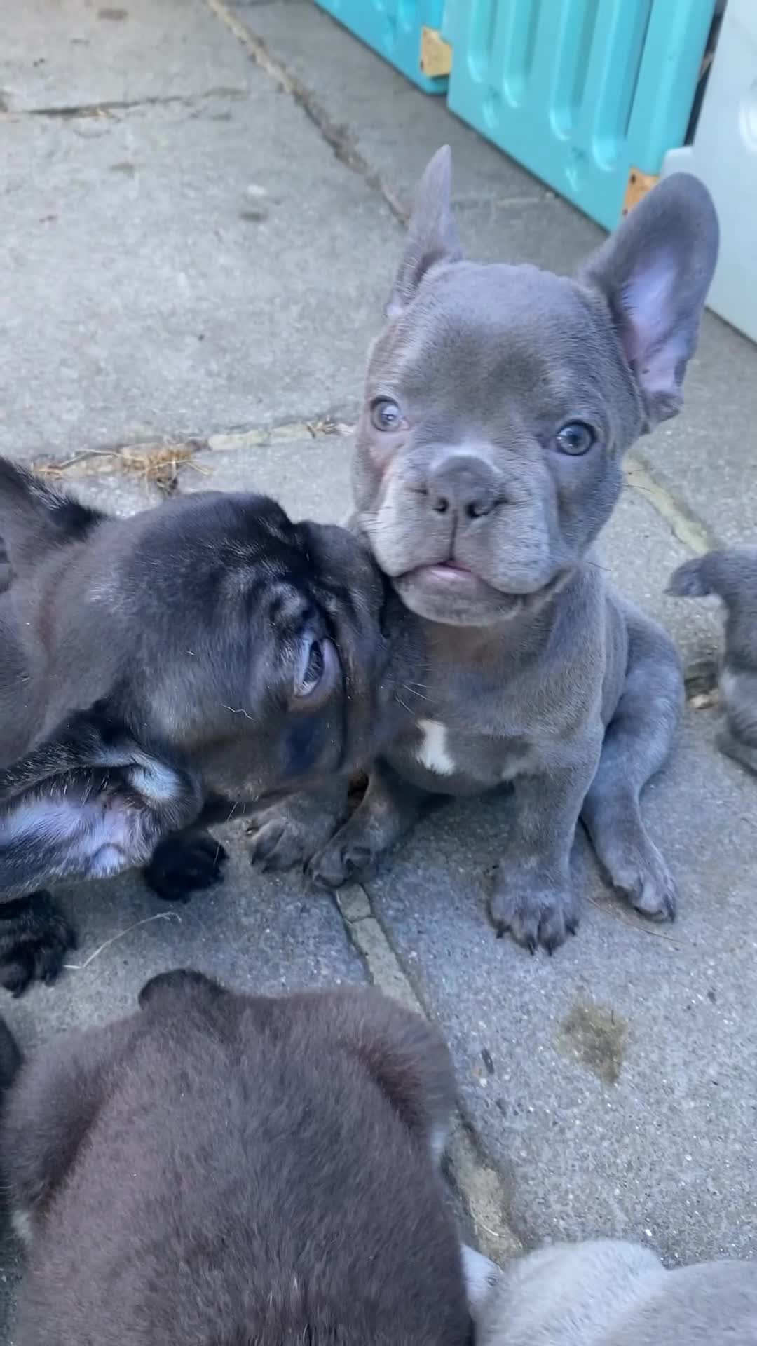 French Bulldog dogs for sale: French Bulldog puppies - Video 1