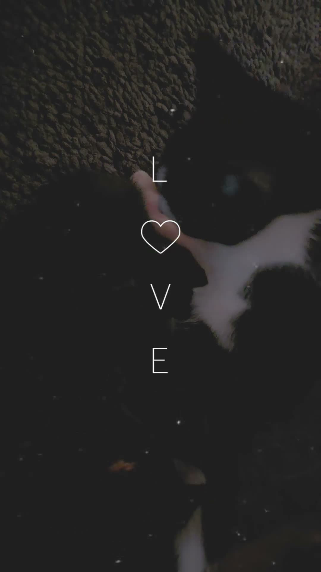 Mixed Breed cats for sale: Kittens - Video 1
