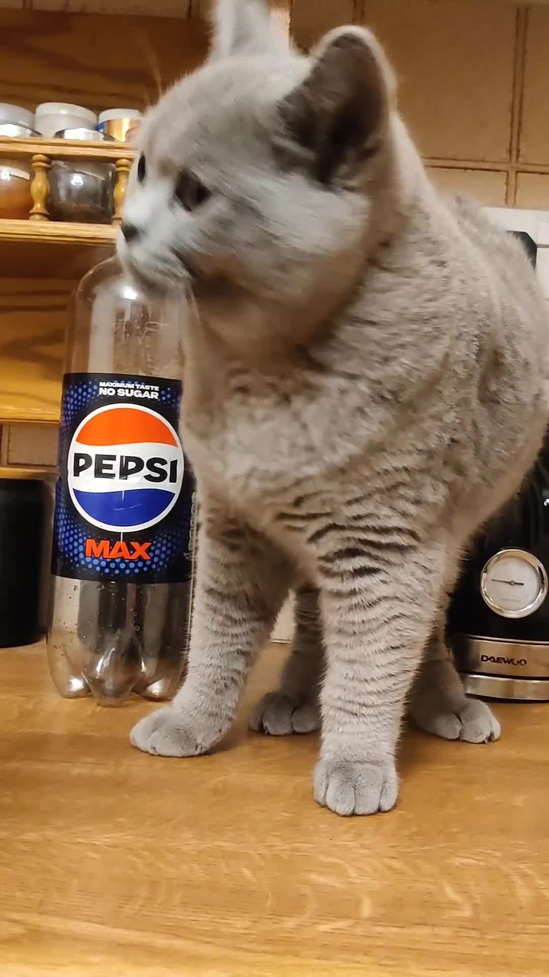 British Shorthair cats for sale: Stunning British Short hair kittens - Video 1