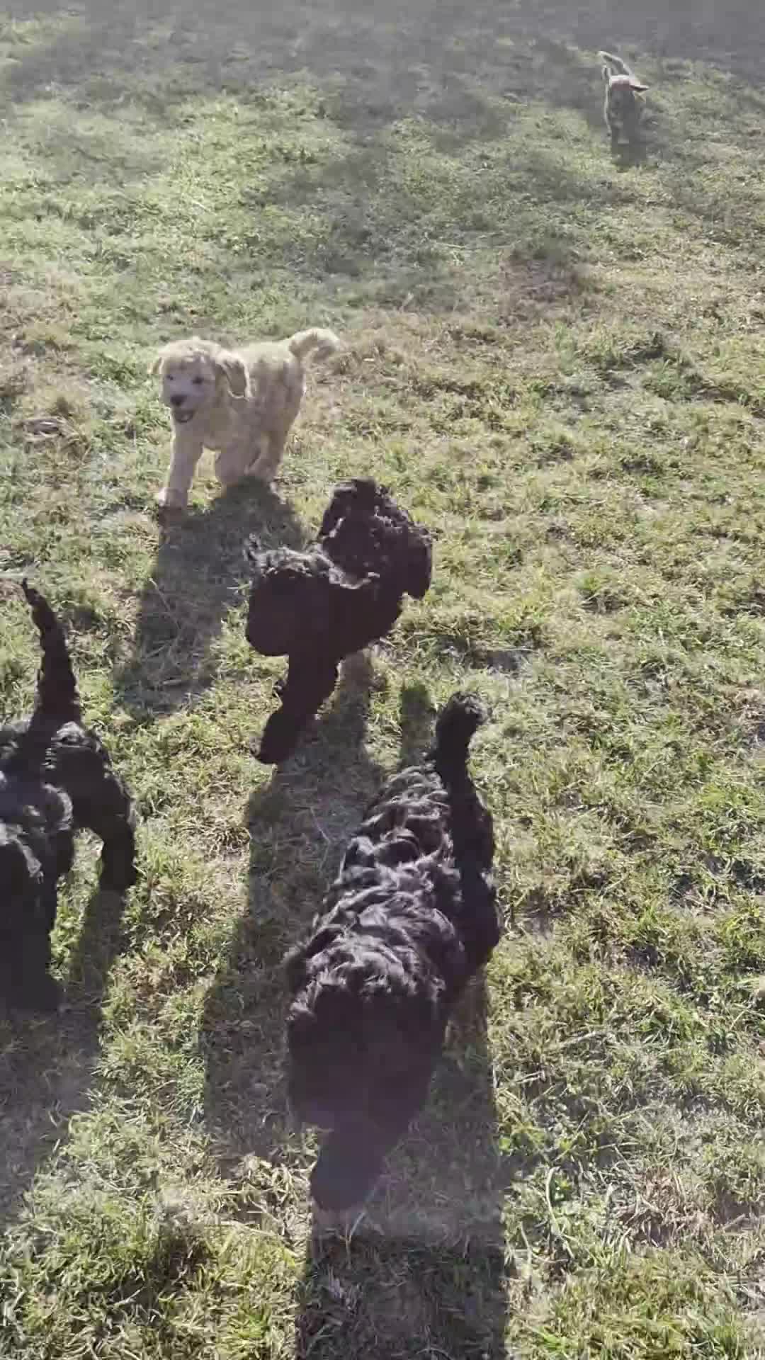 Cockapoo dogs for sale: Gorgeous cockapoos - Video 1