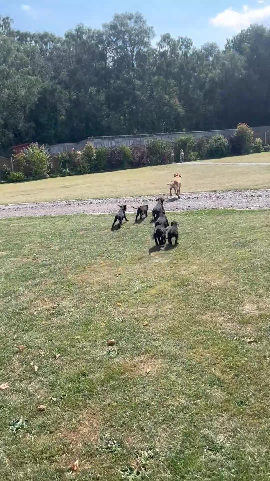 Mixed Breed dogs for sale: Labrador x Doberman  - Video 1