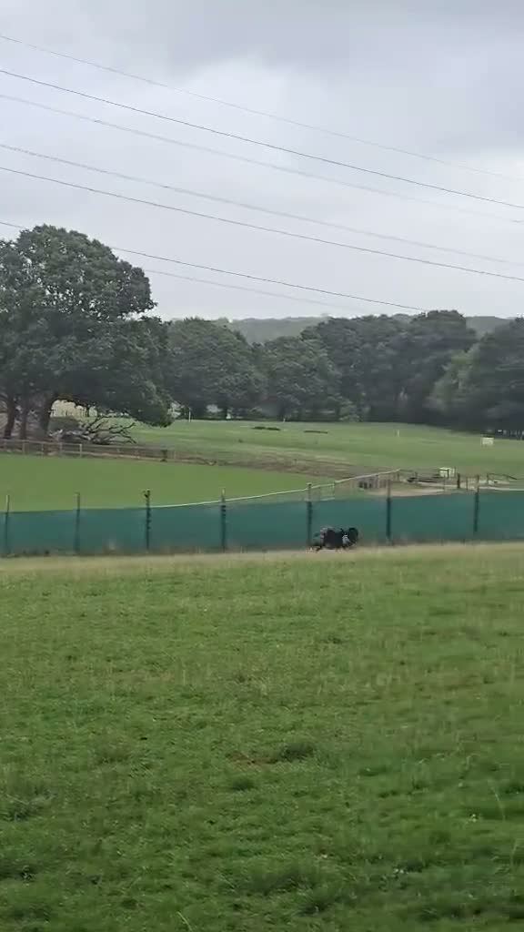 Mixed Breed dogs for adoption: Green for adoption in Hastings - Video 2