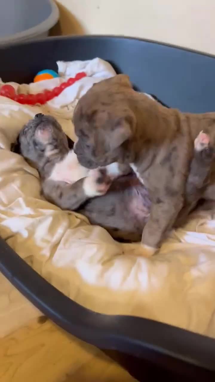 Mixed Breed dogs for sale: #Last 1 left#American bulldog x Corso - Video 4
