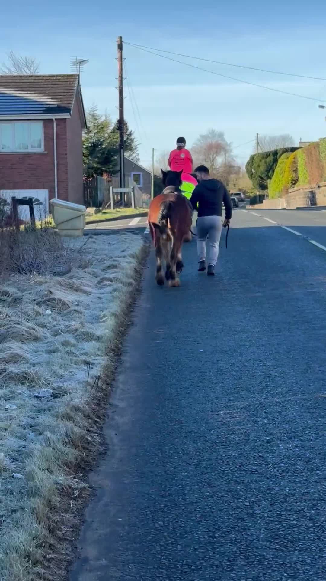 Irish Cob horses for sale: 3 year old gelding  - Video 3