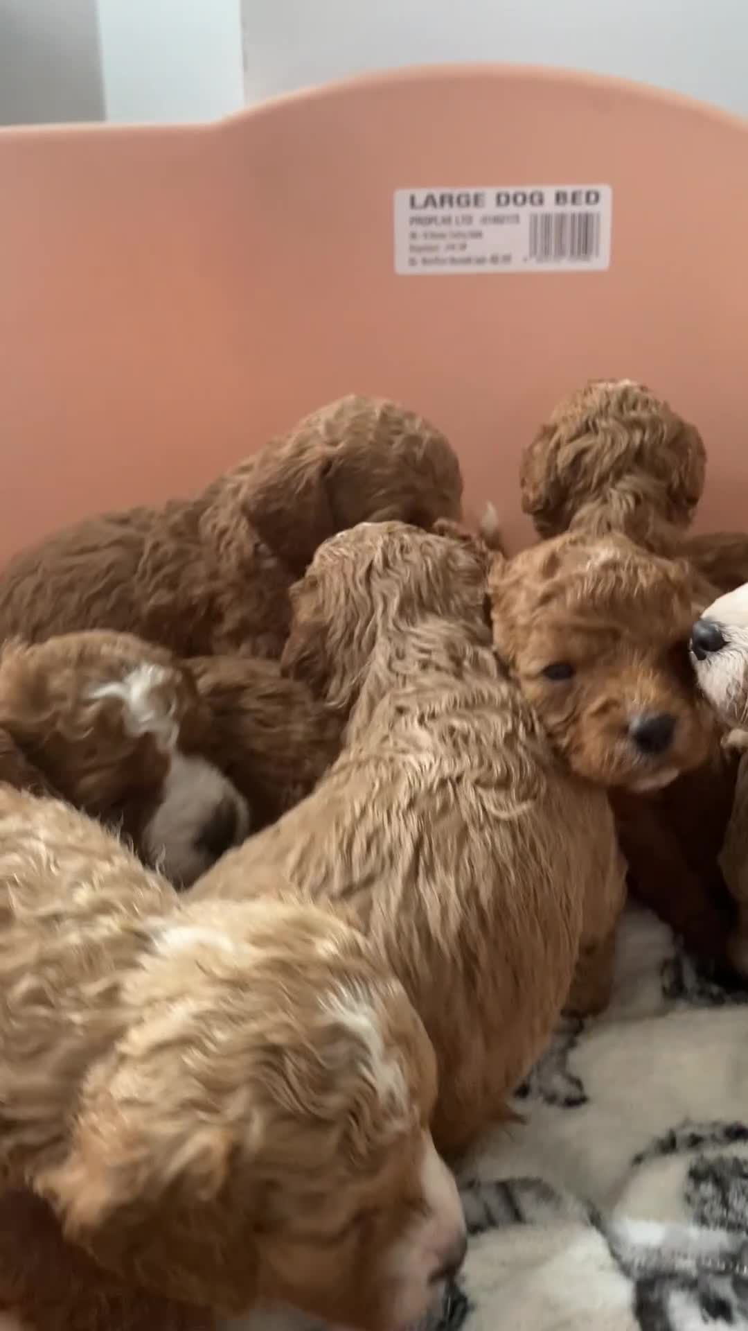 Cavapoochon dogs for sale: Cavapoochon puppies  - Video 1