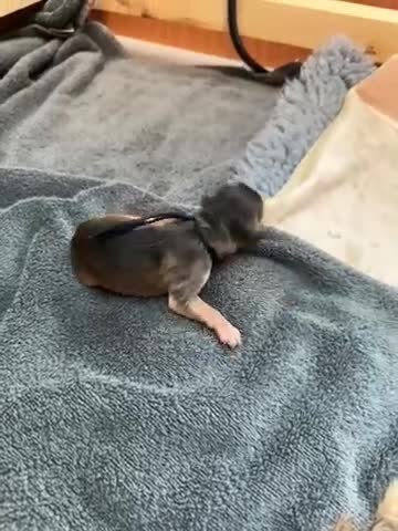 Cockapoo dogs for sale: Cockapoo - Video 1