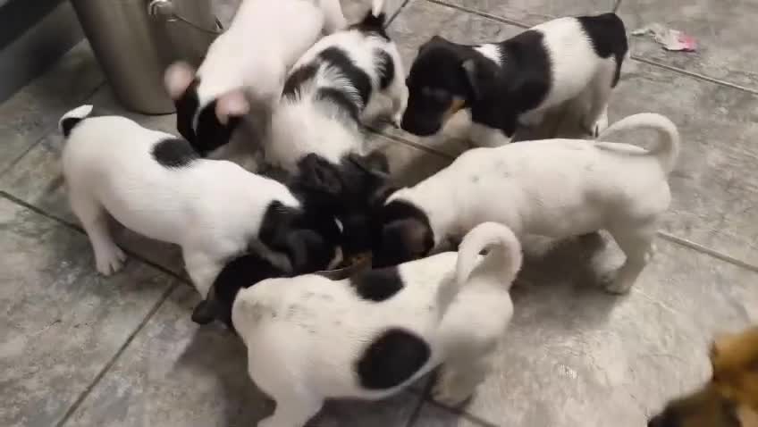 Jack Russell dogs for sale: 1 Female Jack Russell Puppy - Video 1
