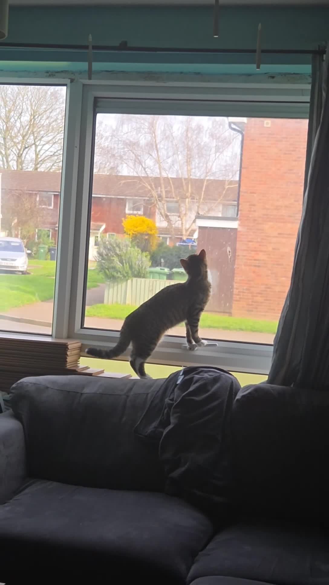British Shorthair cats for sale: 10 month old tabby for sale - Video 1