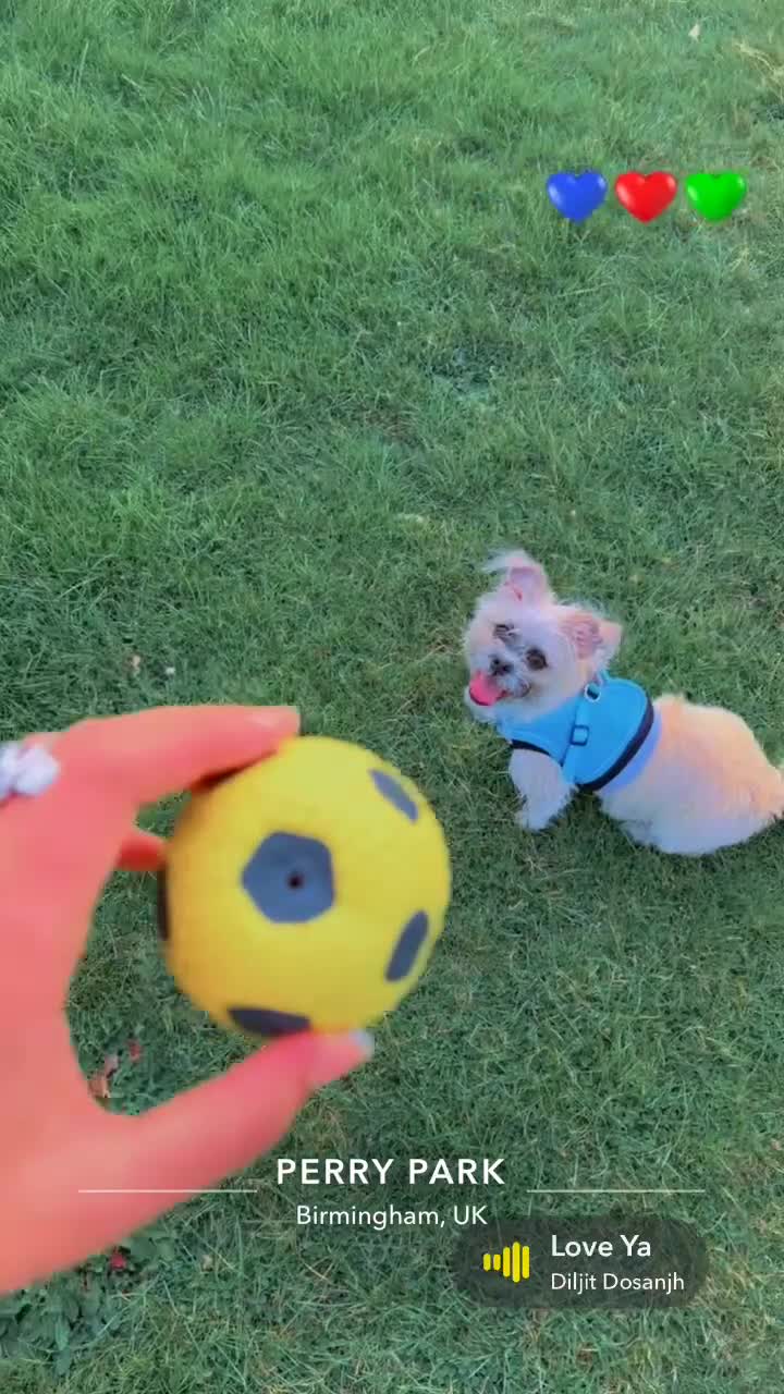 Mixed Breed dogs for sale: Bichon frise dog  - Video 1