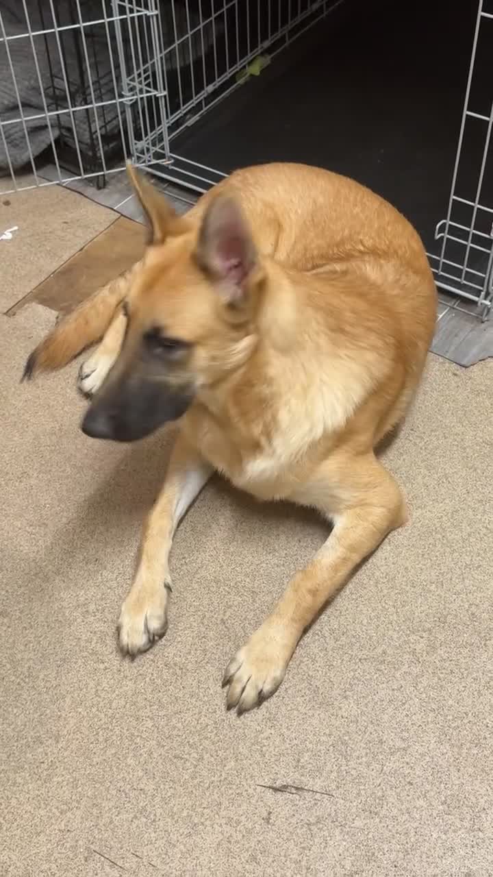 Mixed Breed dogs for sale: 9 month old boy looking for special home  - Video 1