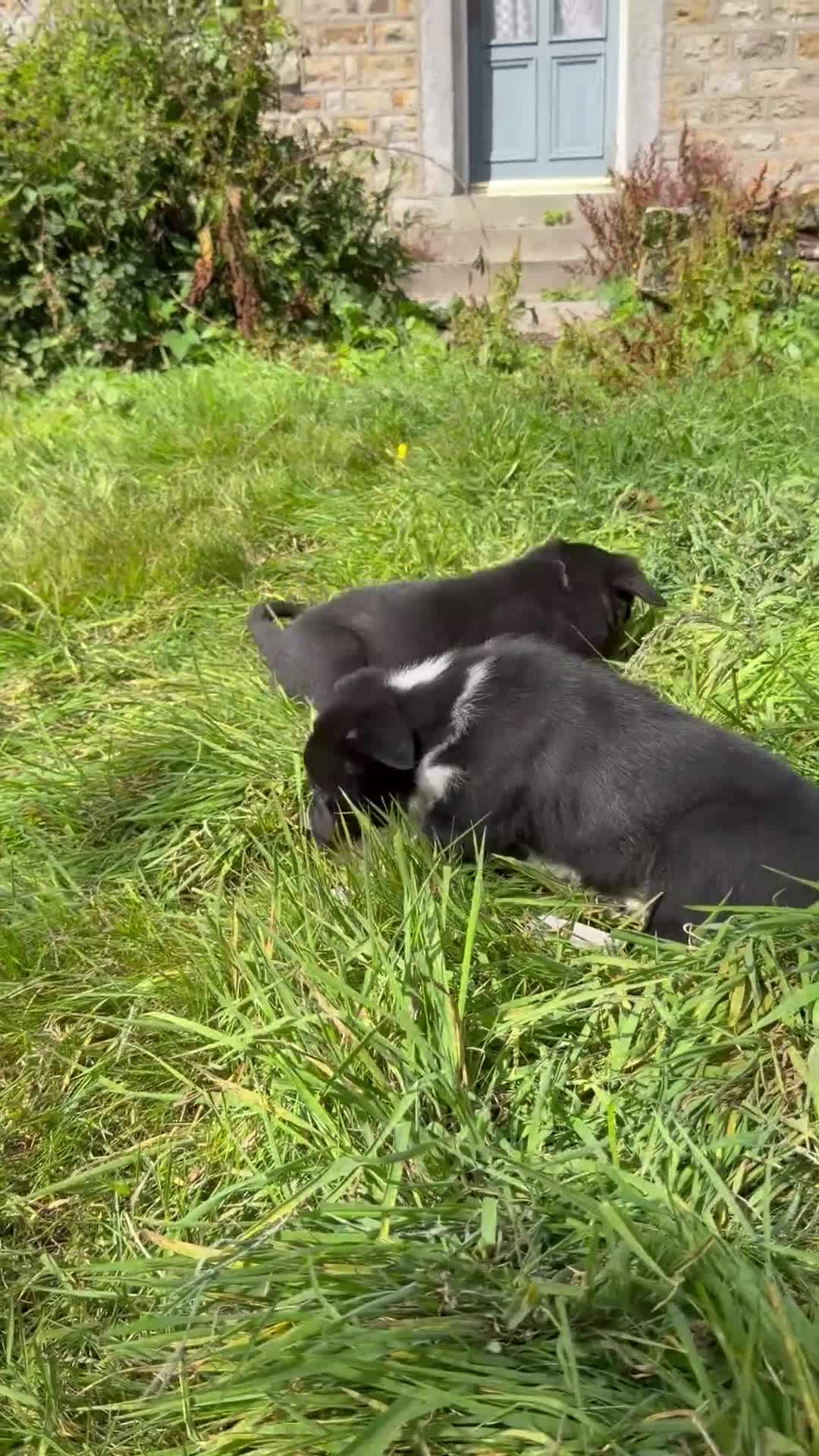 Border Collie dogs for sale: 4 Beautiful Border Collie Pups  in Lancaster - Video 1