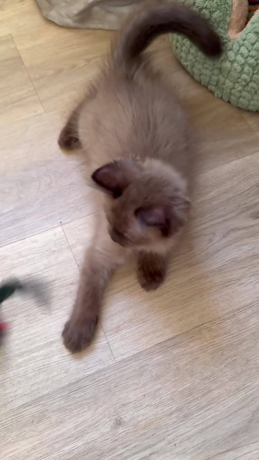 Ragdoll cats for sale: Tica Registered Mink Ragdolls - Video 1