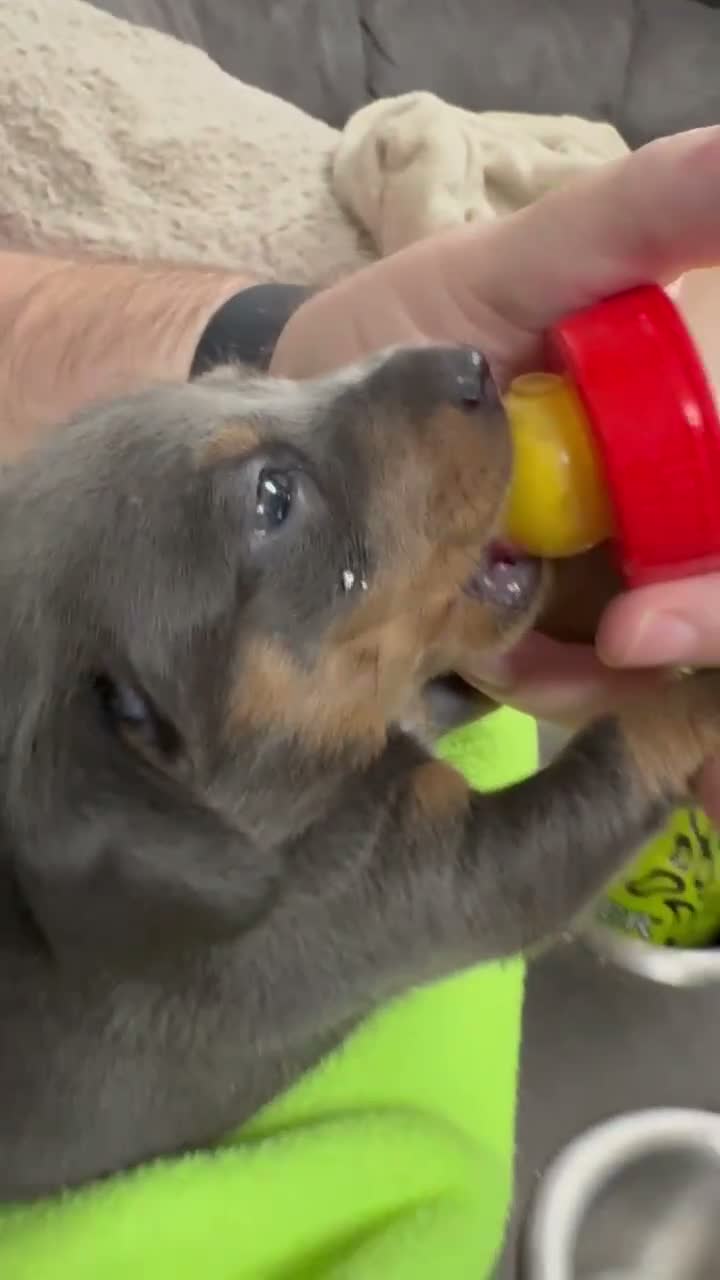 Dachshund dogs for sale: Beautiful dachshund puppies  - Video 1