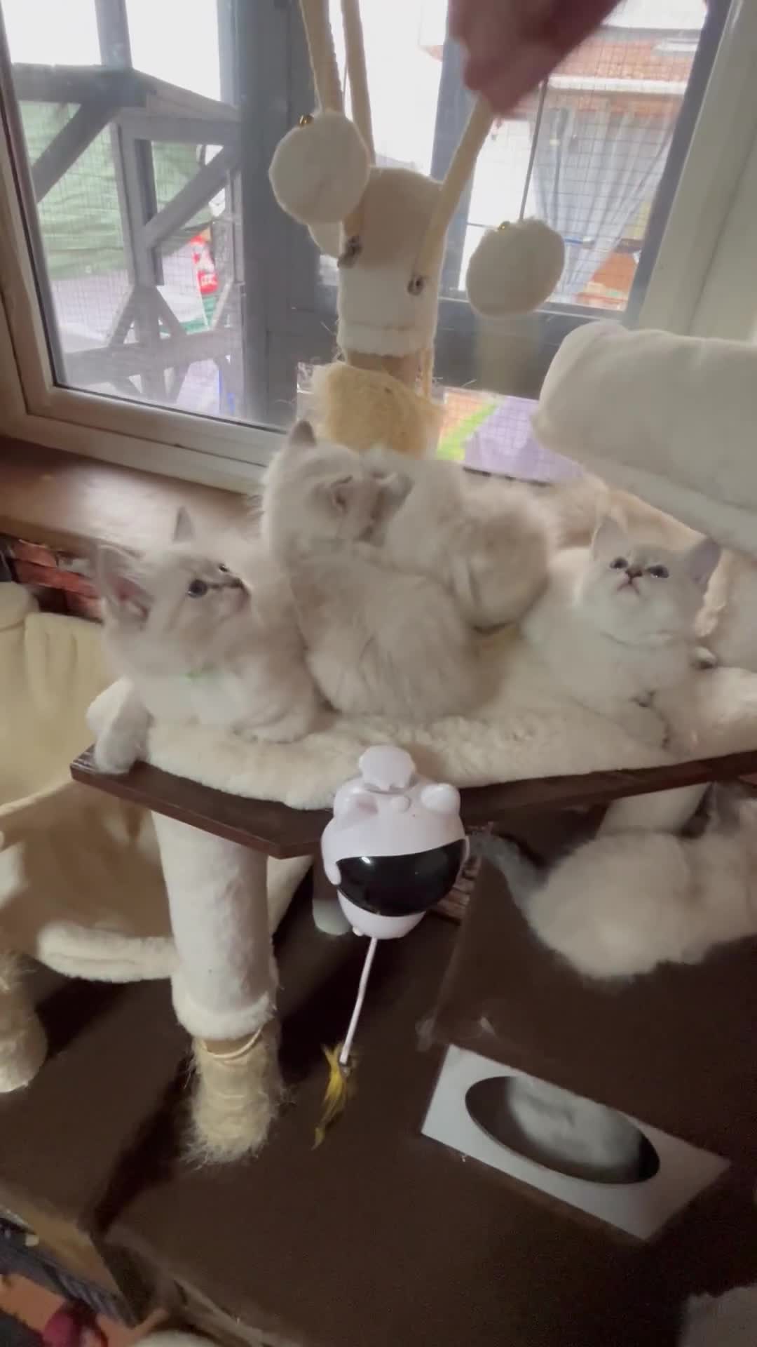 Ragdoll cats for sale: ❗️❤️5 Incredibly Beautiful Ragdoll Kittens❤️🐈  - Video 1
