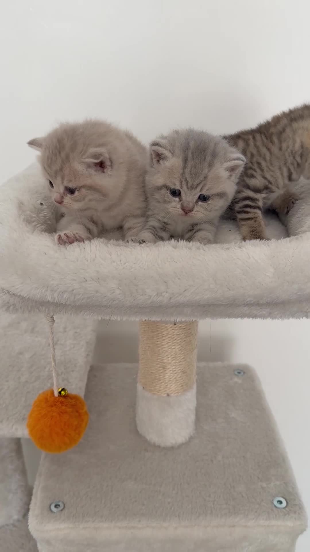 British Shorthair cats for sale: british shorthair kittens  - Video 2